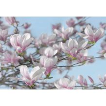 Phot.mur.Magnolia 8/368*254cm