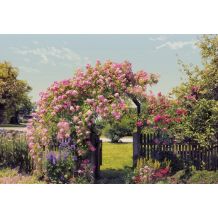 Phot.mur.Rose Garden 8/368*254cm