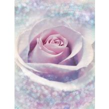 Phot.mur.Delicate Rose 184*248cm