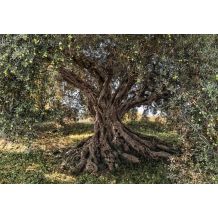 Phot.mur.Olive Tree A8/368*254cm