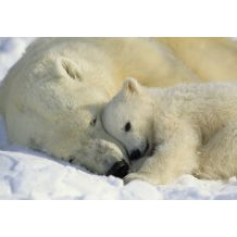Phot.mur.Polar Bears NG C1/184*127cm